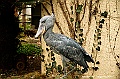 ueno park 51